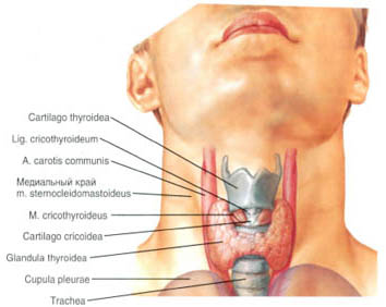 Щитовидная железа