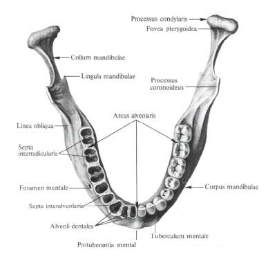 Нижняя челюсть
