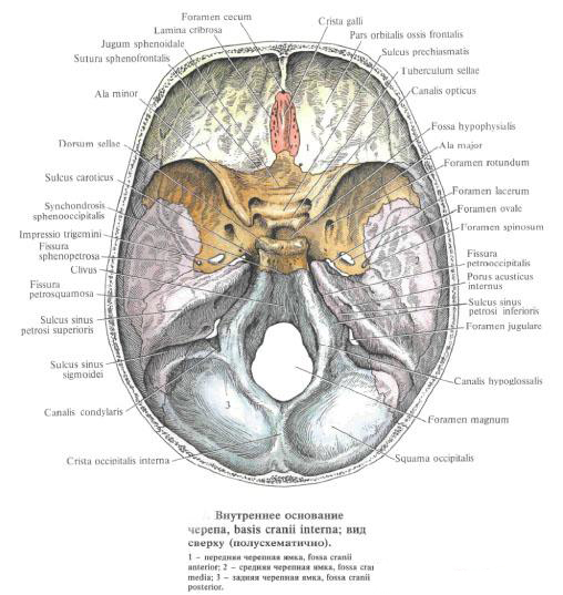 Основание черепа