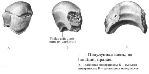 Полулунная кость