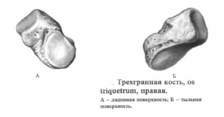 Трехгранная кость