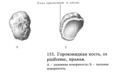 Гороховидная кость