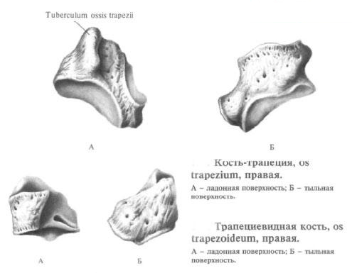 Кость-трапеция, трапециевидная кость