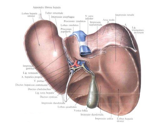 Печень