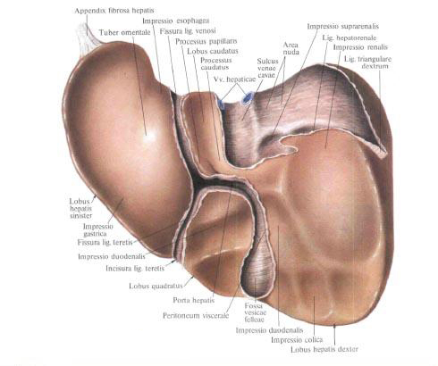 Печень