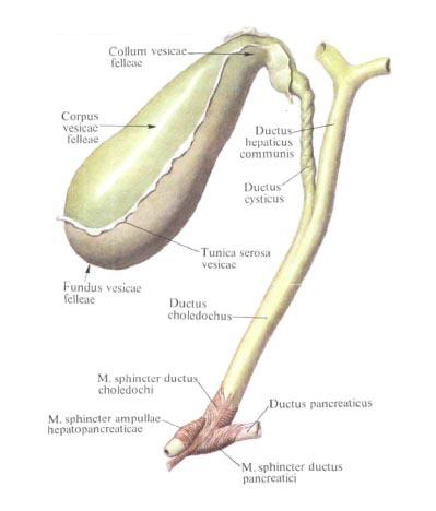 Желчный пузырь. Желчные протоки