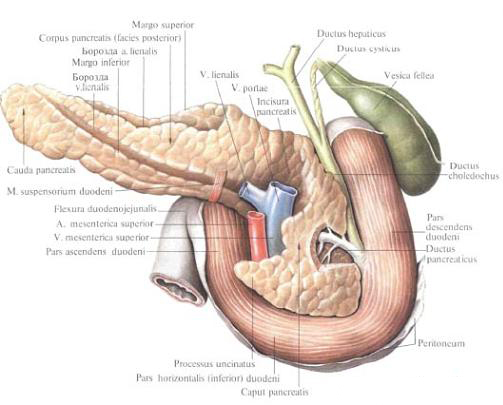 Поджелудочная железа
