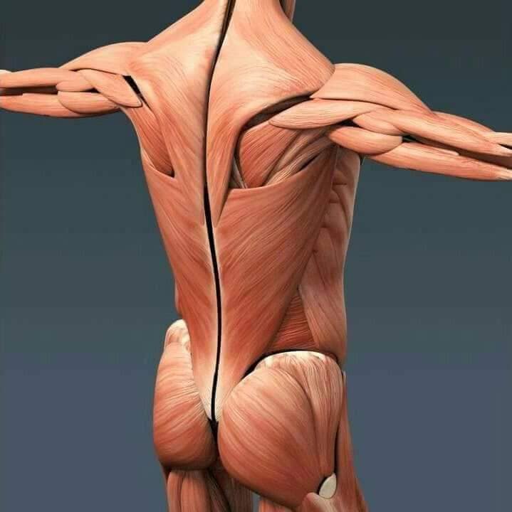 muscular-system101.jpg