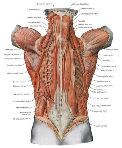 muscular-system102.jpg