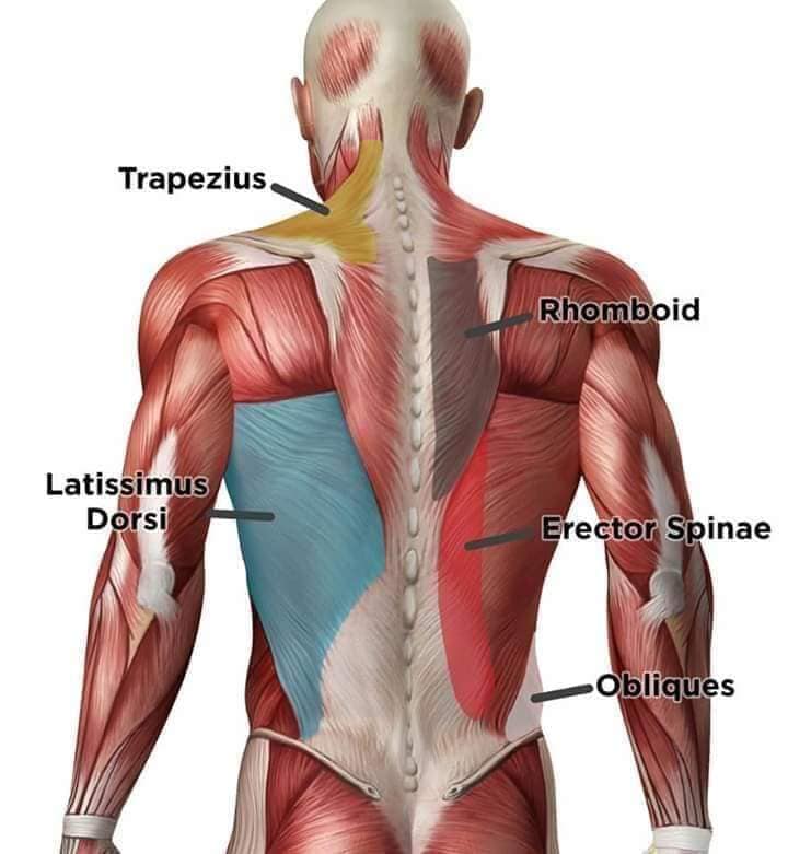 muscular-system16.jpg