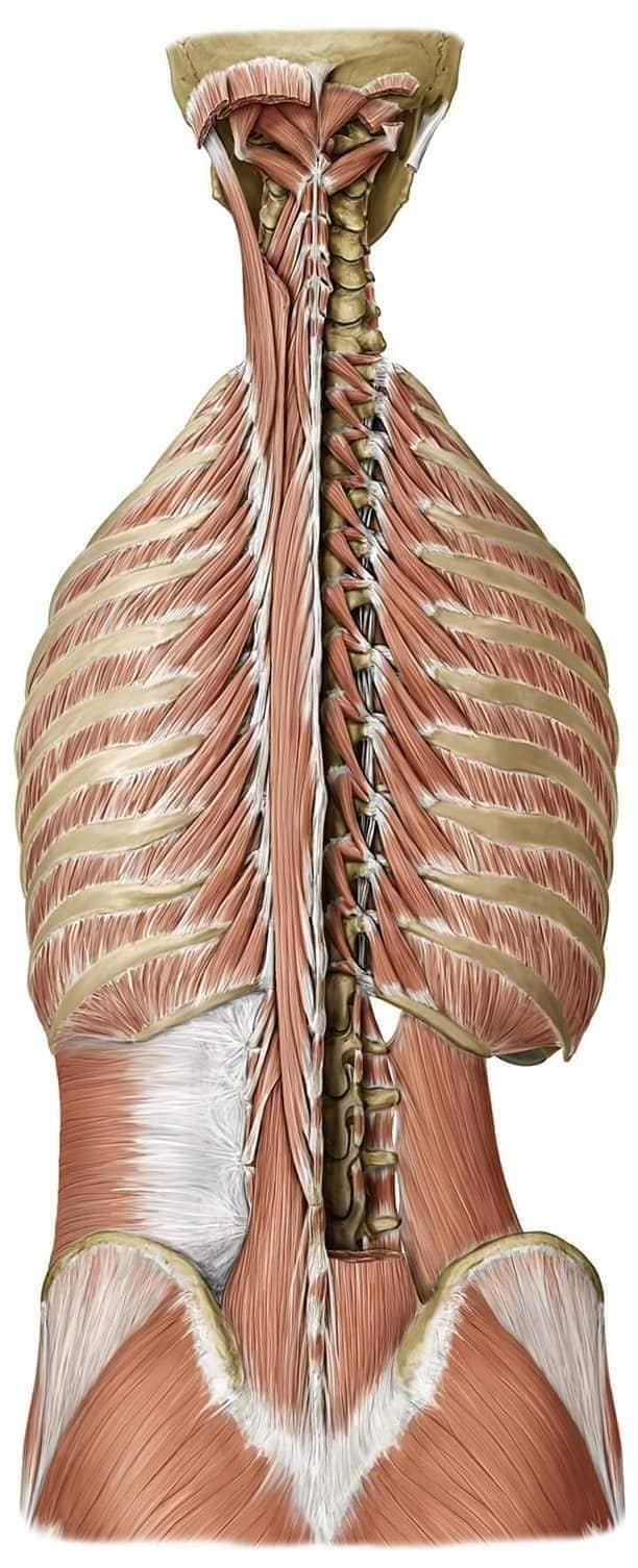 muscular-system17.jpg