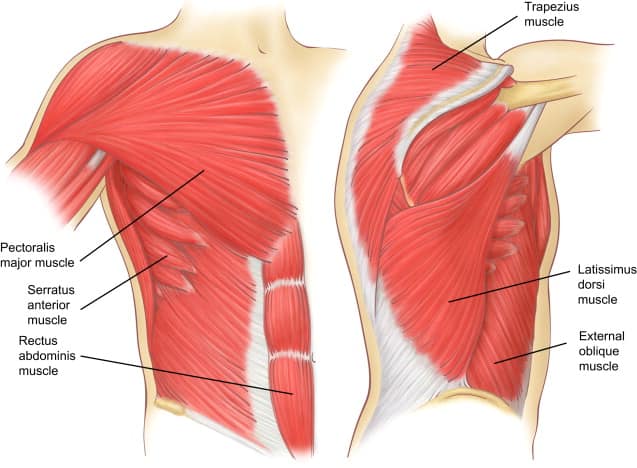 muscular-system28.jpg