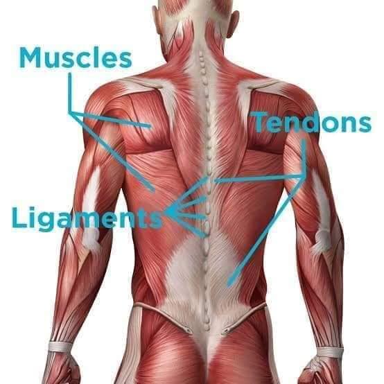 muscular-system30.jpg