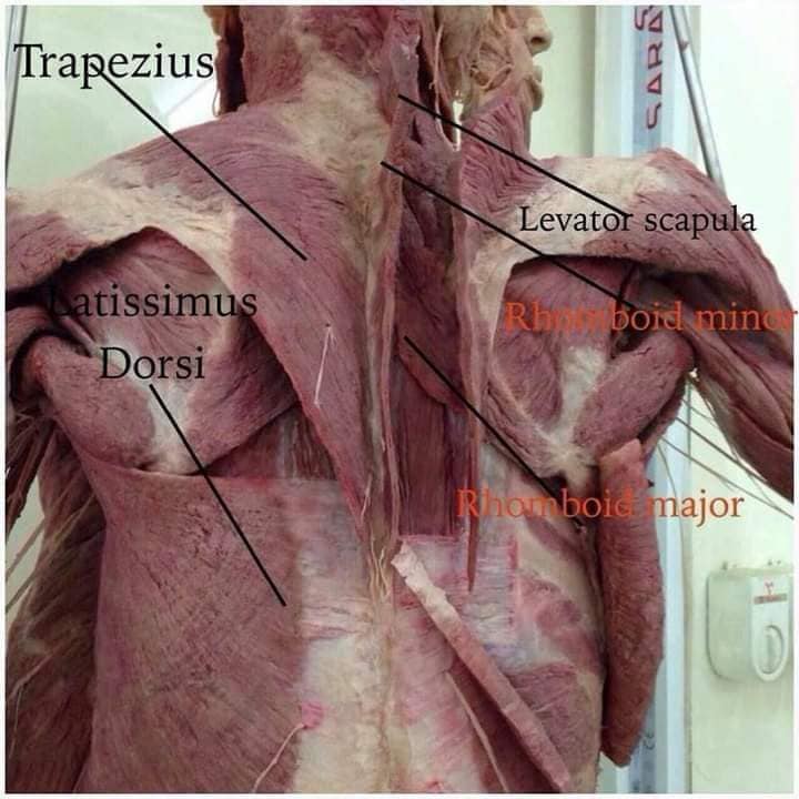 muscular-system34.jpg