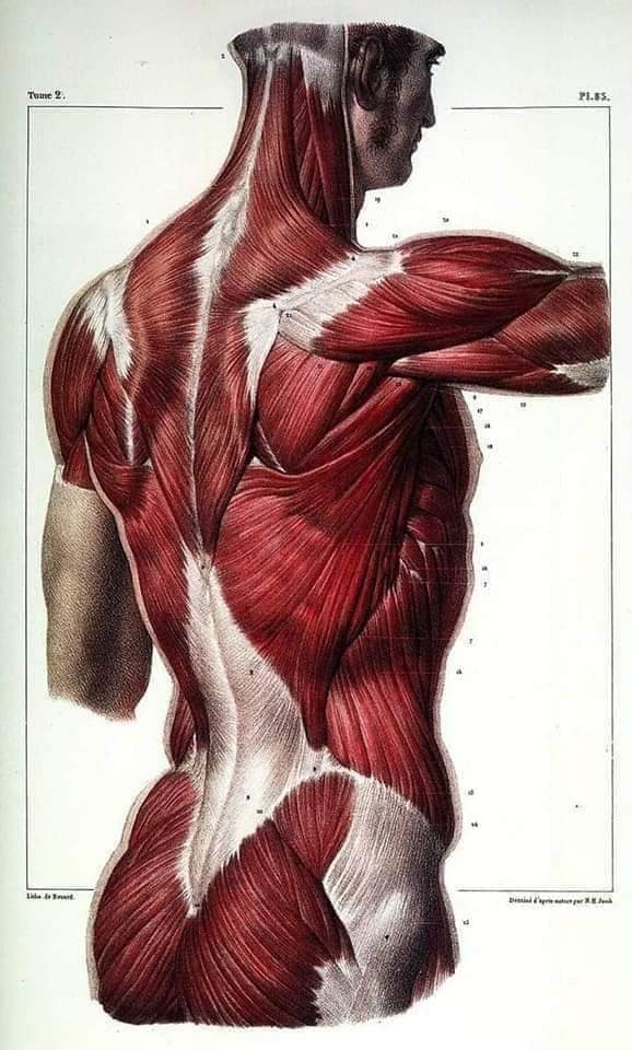 muscular-system35.jpg