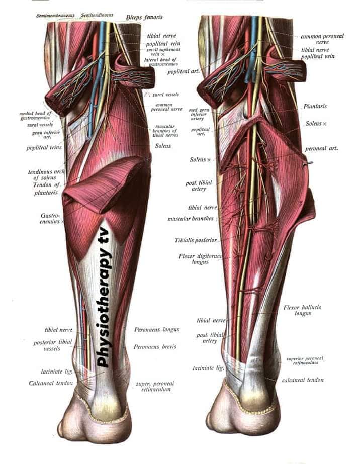 muscular-system39.jpg