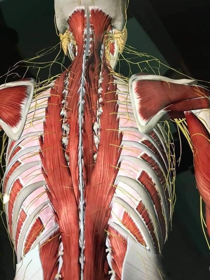 muscular-system4.jpg