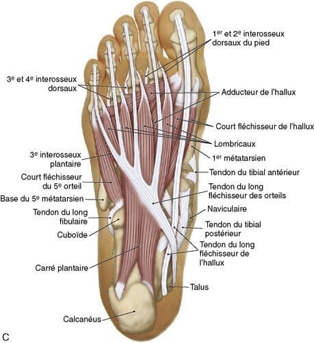 muscular-system44.jpg