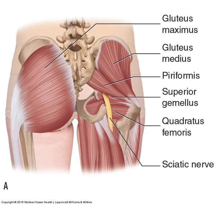 muscular-system49.jpg