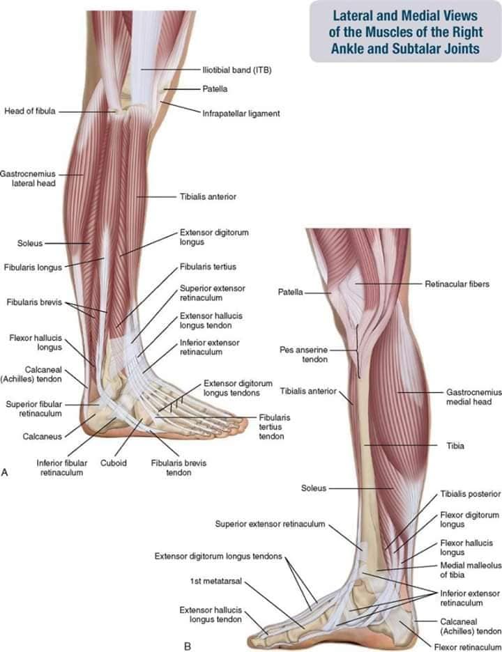 muscular-system50.jpg