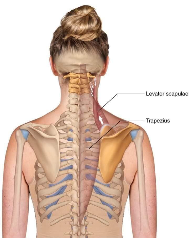 muscular-system58.jpg