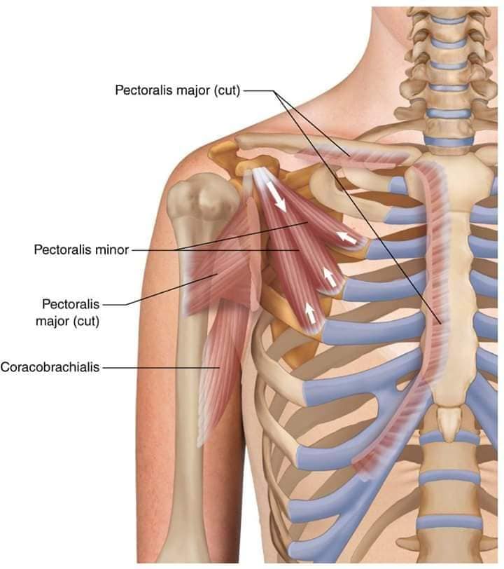 muscular-system60.jpg