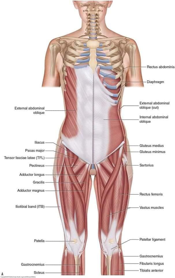 muscular-system61.jpg