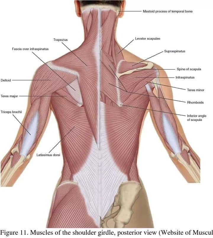 muscular-system63.jpg