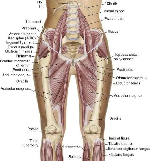 muscular-system64.jpg