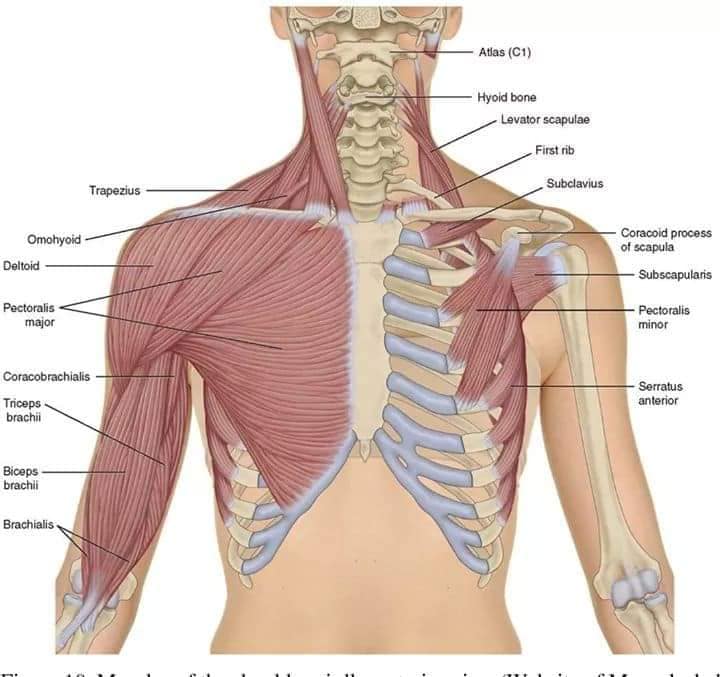 muscular-system66.jpg