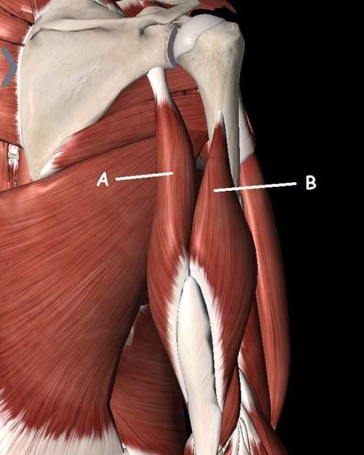 muscular-system7.jpg