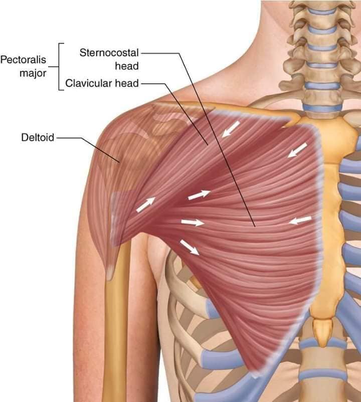 muscular-system73.jpg