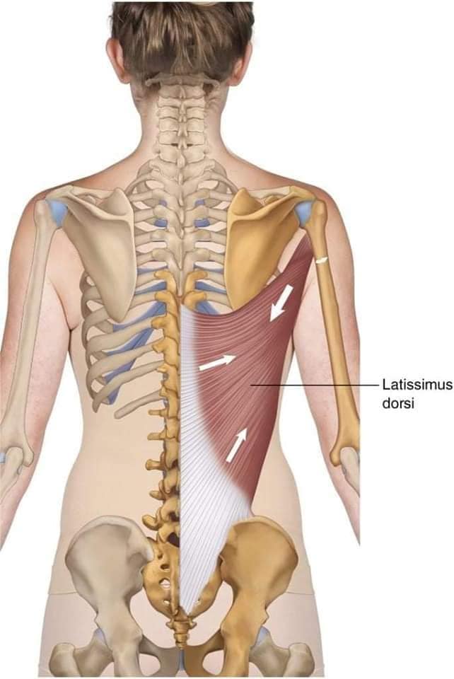 muscular-system74.jpg