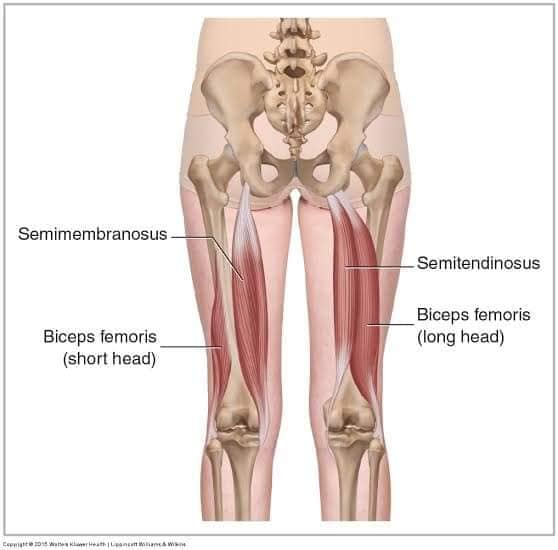 muscular-system78.jpg