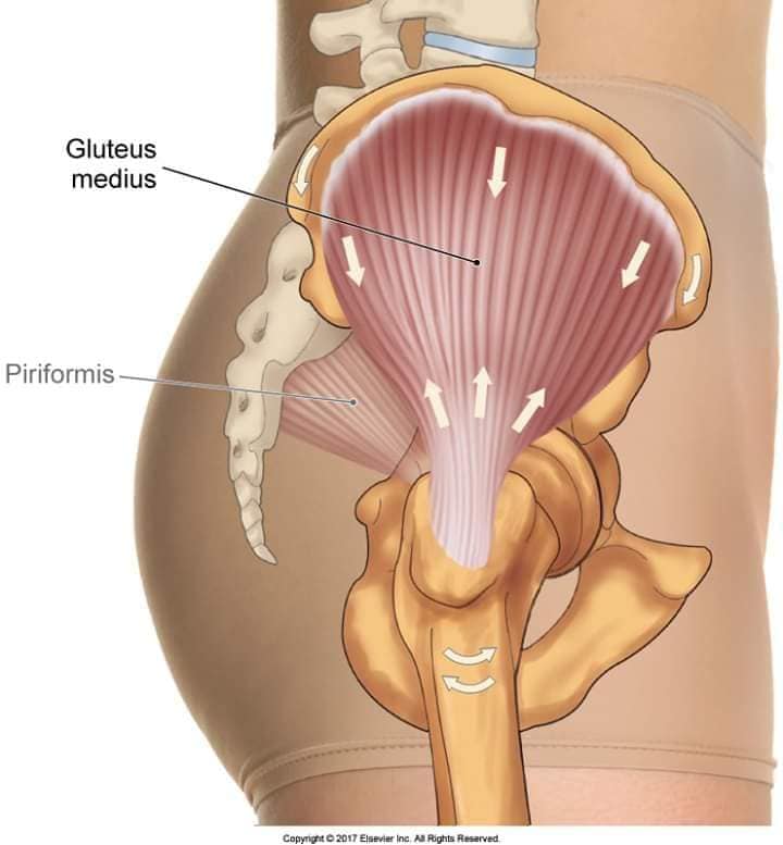 muscular-system80.jpg