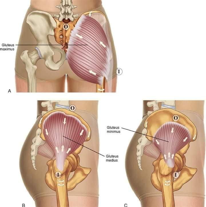 muscular-system81.jpg