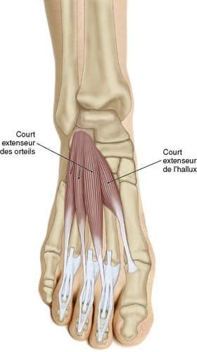 muscular-system84.jpg