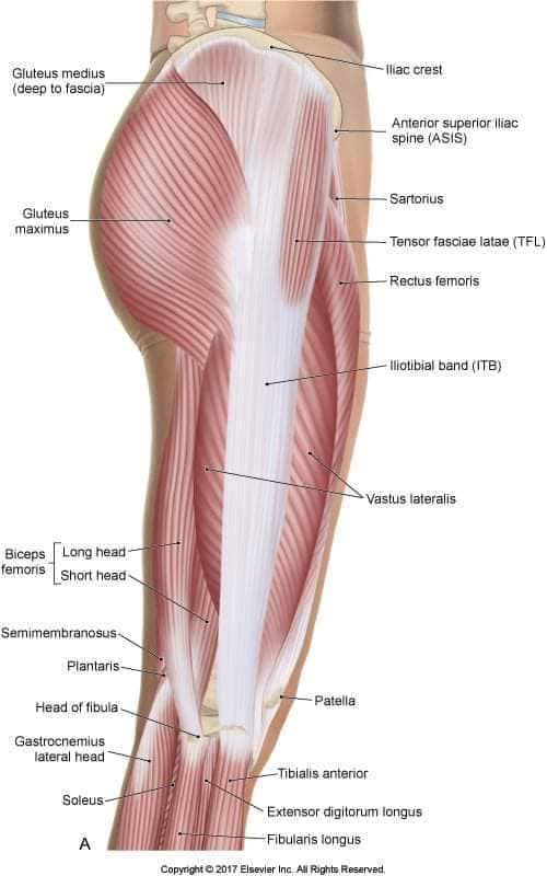 muscular-system88.jpg