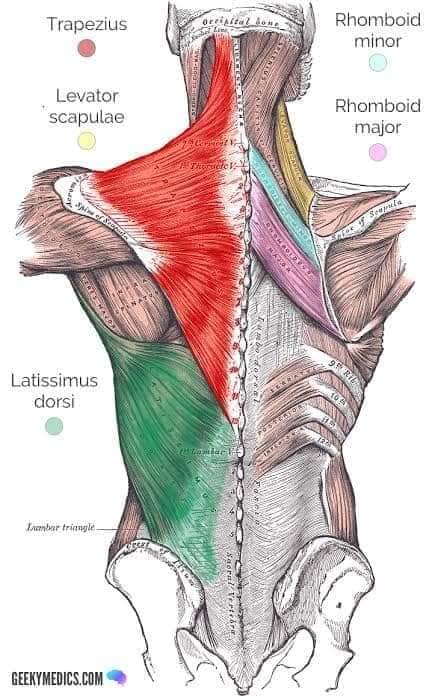 muscular-system96.jpg